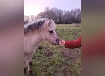 Fjord Horses, Stallion, 1 year, 14,1 hh, Dun