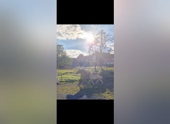 Fjord Horses, Stallion, 1 year, 14,2 hh, Dun