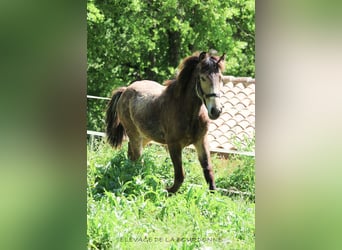 Fjord Horses, Stallion, 1 year, 14,3 hh, Dun