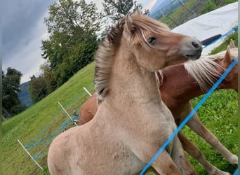 Fjord Horses, Stallion, 1 year, Dun