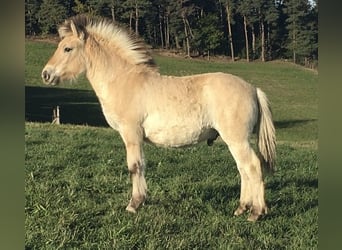 Fjord Horses, Stallion, 1 year, Dun