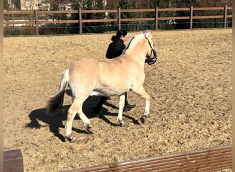 Fjord Horses, Stallion, 1 year