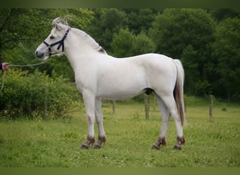 Fjord Horses, Stallion, 1 year