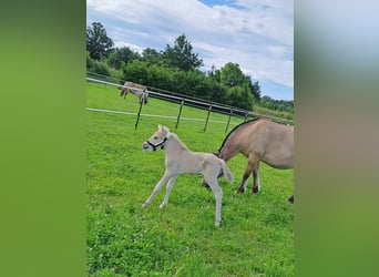Fjord Horses, Stallion, 1 year