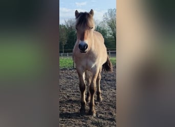 Fjord Horses, Stallion, 2 years, 14.3 hh, Brown Fjord Horses, Stallion, 2 years, 14.3 hh, Brown