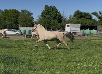 Fjord Horses, Stallion, 2 years, 14,1 hh, Dun
