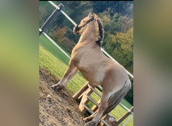 Fjord Horses, Stallion, 2 years