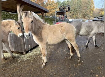 Fjord Horses, Stallion, 2 years, Dun