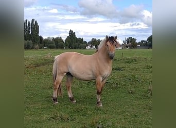 Fjord Horses, Stallion, 2 years