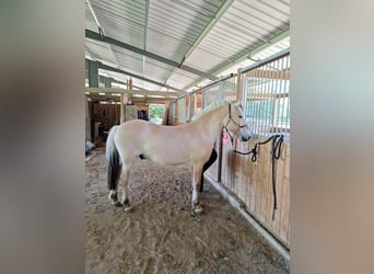 Fjord Horses, Stallion, 2 years