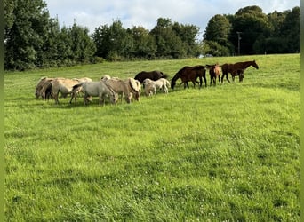 Fjord Horses, Stallion, 3 years, 14.2 hh, Dun