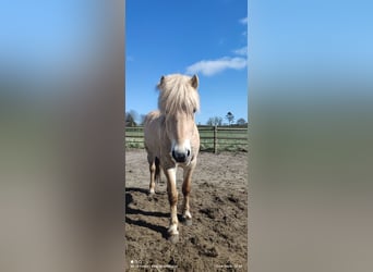Fjord Horses, Stallion, 3 years, 14 hh, Red Dun