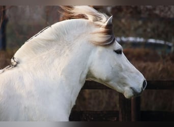 Fjord Horses, Stallion, 3 years, 14 hh, White