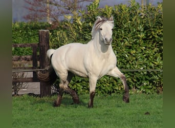Fjord Horses, Stallion, 3 years, 14 hh, White