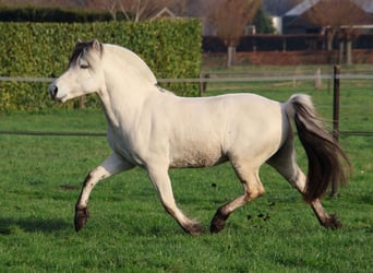 Fjord Horses, Stallion, 3 years, 14 hh, White