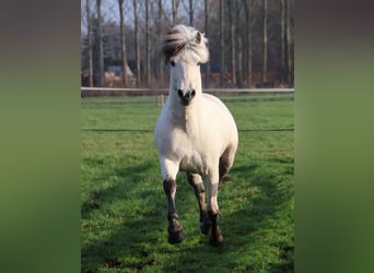 Fjord Horses, Stallion, 3 years, 14 hh, White