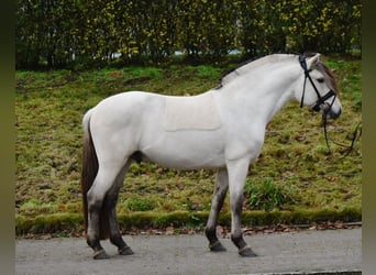 Fjord Horses, Stallion, 3 years, 14,2 hh, Dun