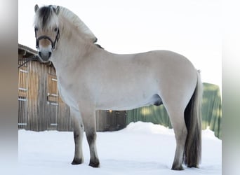 Fjord Horses, Stallion, 6 years, 14.1 hh, Dun