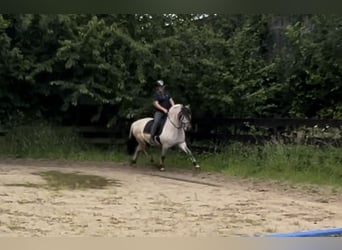 Fjord Horses, Stallion, 7 years, 14.1 hh, Dun
