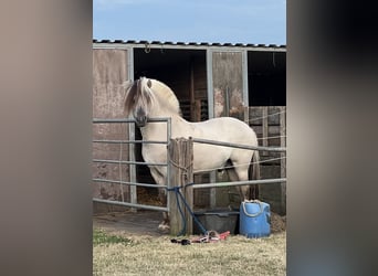Fjord Horses, Stallion, 7 years, 14.1 hh, Dun