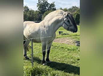 Fjord Horses, Stallion, 7 years, 14.1 hh, Dun