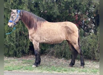Fjord Horses Mix, Stallion, 9 years, 13.2 hh, Buckskin