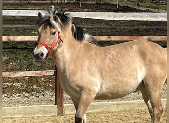 Fjord Horses, Stallion, 9 years, 13.2 hh, Dun