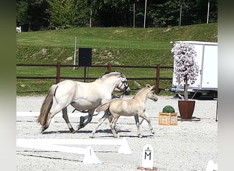 Fjord Horses, Stallion, Foal (05/2026), 14.1 hh, Dun
