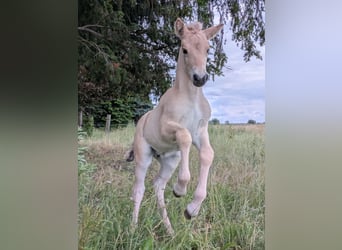 Fjord Horses, Stallion, Foal (05/2026), 14.1 hh, Dun