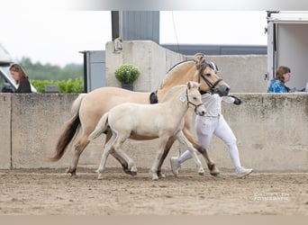 Fjord Horses, Stallion, Foal (06/2025), 14.1 hh, Dun