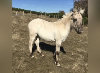Fjord Horses, Stallion, Foal (05/2026), 14.1 hh, Grey