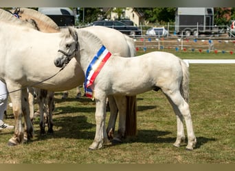 Fjord Horses, Stallion, Foal (05/2026), 14.2 hh, Dun