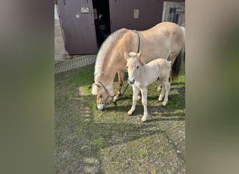 Fjord Horses, Stallion, Foal (05/2026), 14.2 hh, Dun