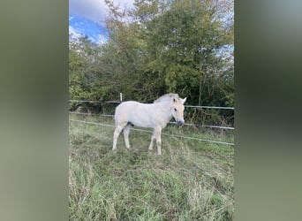 Fjord Horses, Stallion, Foal (05/2024), 14,2 hh, Dun