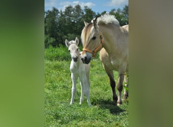 Fjord Horses, Stallion, Foal (05/2025), 14.2 hh, Grullo Fjord Horses, Stallion, Foal (05/2025), 14.2 hh, Grullo