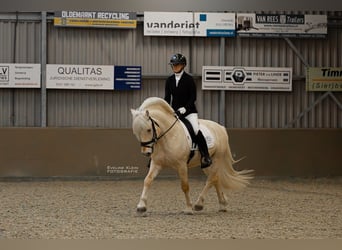 Fjord Horses, Stallion, Foal (04/2024), 14,2 hh, White