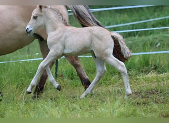 Fjord Horses, Stallion, , 14,1 hh, Dun
