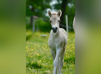 Fjord Horses, Stallion, , 14,1 hh, Dun