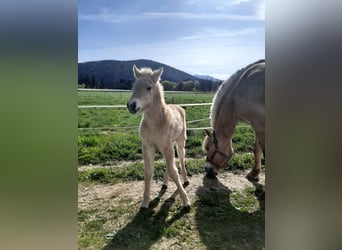 Fjord Horses, Stallion, , 14,1 hh, Dun