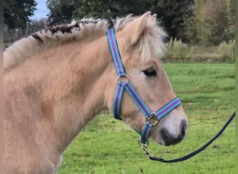Fjord Horses, Stallion, Foal (05/2025), 14,1 hh