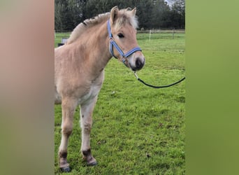 Fjord Horses, Stallion, Foal (05/2025), 14,1 hh