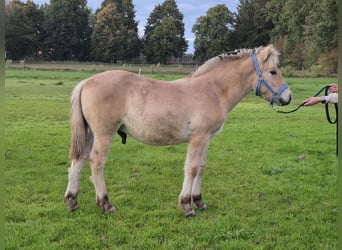 Fjord Horses, Stallion, Foal (05/2025), 14,1 hh