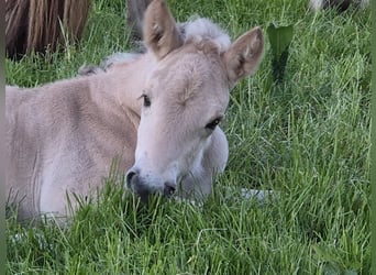 Fjord Horses, Stallion, Foal (05/2025), 14,1 hh