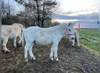 Fjord Horses, Stallion, Foal (05/2025), 14,2 hh, Dun