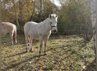 Fjord Horses, Stallion, Foal (05/2025), 14,2 hh, Dun