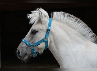 Fjord Horses, Stallion, Foal (04/2025), 14,2 hh, Dun