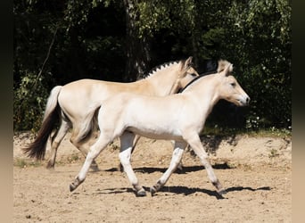 Fjord Horses, Stallion, Foal (01/2025), 14,2 hh, Red Dun