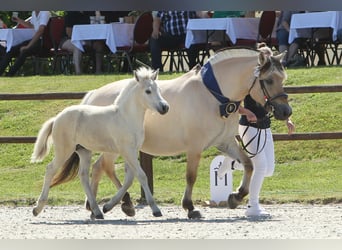 Fjord Horses, Stallion, Foal (05/2025), 15 hh, Dun