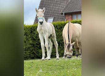 Fjord Horses, Stallion, , 15 hh, Dun