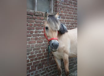 Fjord Horses, Stallion, Foal (05/2026), 9.2 hh